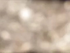 莱拉玫瑰