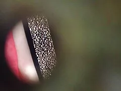 母狗毛茸茸的猫